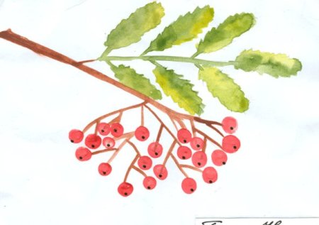 Ветка рябины рисование