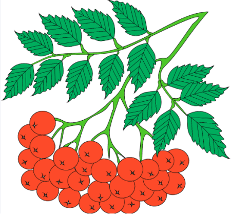 Кисть рябины гроздь калины рисование