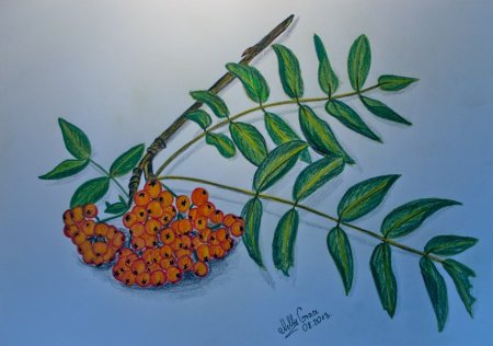 Ветка рябины рисование