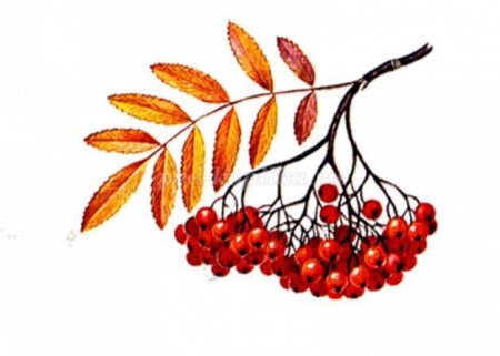 Ветка рябины