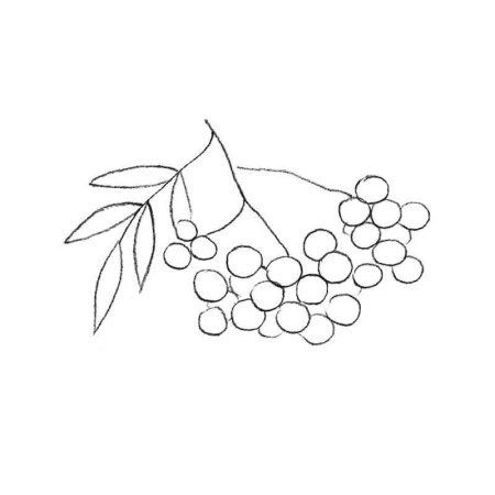 Ветка рябины