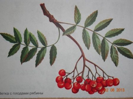 Ветка рябины рисование