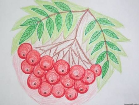 Ветка рябины цветными карандашами
