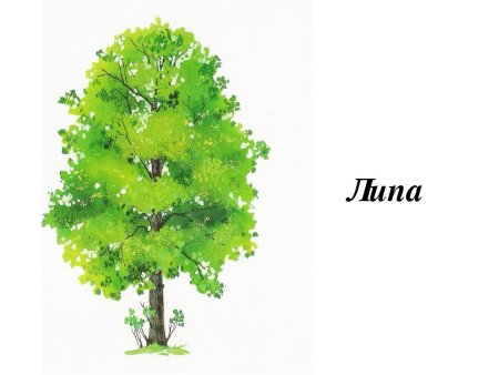 Дерево липа на белом фоне