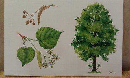 Липа дерево рисунок