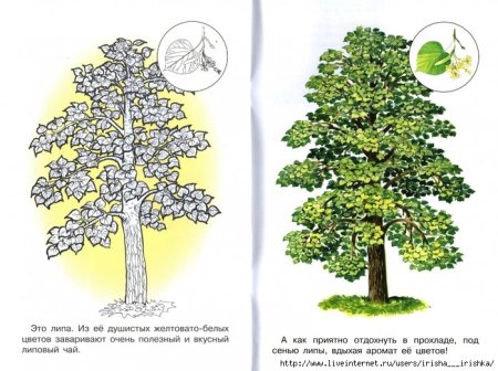 Дерево липа раскраска для детей