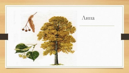 Липа листья и плоды