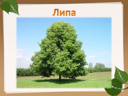 Липа дерево картинка