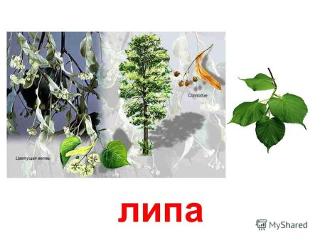 Липа мелколистная ботаника