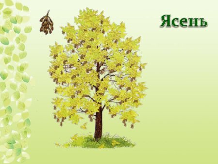 Раскраска липа дерево