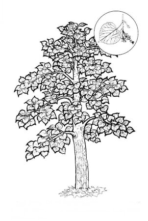 Лиственные деревья раскраска