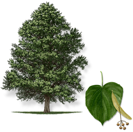 Ясень клен липа