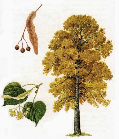 Лиственные деревья клен дуб береза