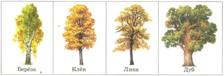 Цвет липы вектор