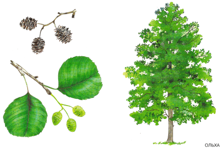 Детям о деревьях в детском саду