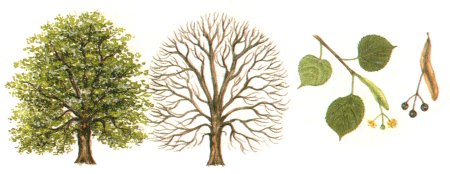 Лист липы рисунок