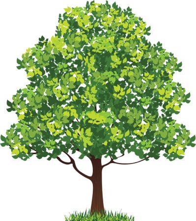 Липа дерево вектор