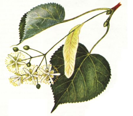 Липа дерево лист плод