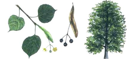 Липа мелколистная раскраска