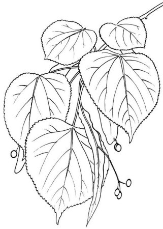 Дерево Тополь раскраска для детей