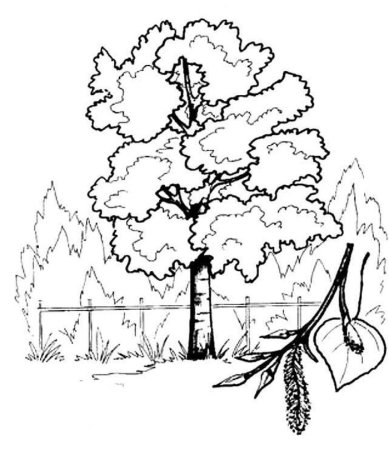 Липа раскраска для детей