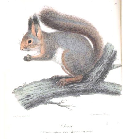 Белка серая для детей