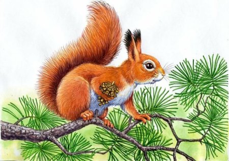 Белка для детей