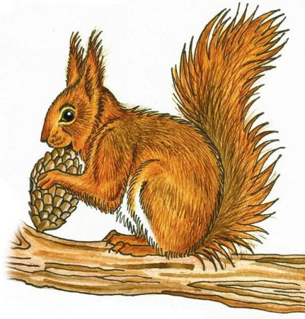 Белочка рисунок