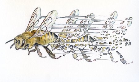 Пчела гуашью