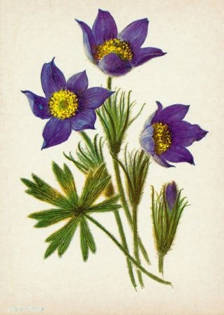 Прострел - сон трава