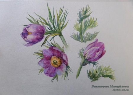 Сон трава раскраска