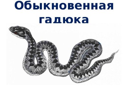 Гадюка обыкновенная рисунок