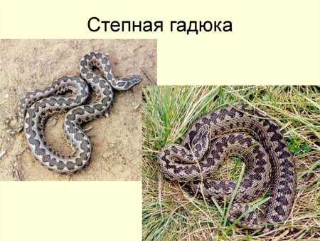 Восточная Степная гадюка в Астраханской области