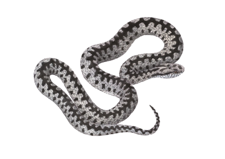 Змея гадюка обыкновенная