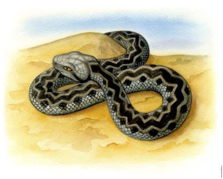 Узор гадюки