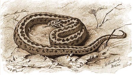 Гадюка карандашом