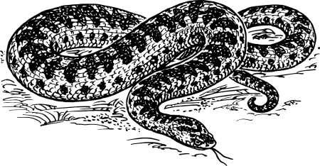 Змея гадюка обыкновенная
