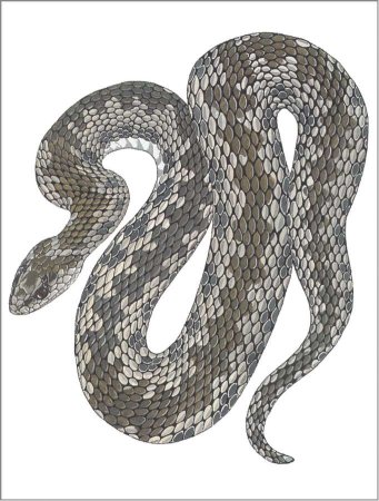 Гадюка обыкновенная на белом фоне