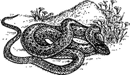 Обыкновенная гадюка