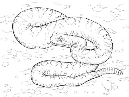Раскраска змея щитомордник