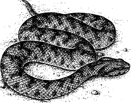 Гадюка обыкновенная рисунок