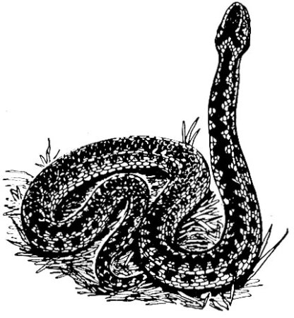 Гадюка обыкновенная рисунок