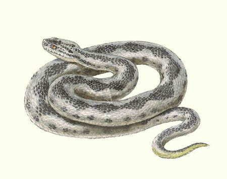 Эфа и Гюрза