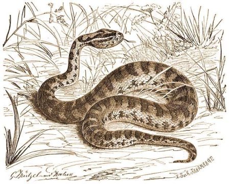 Гадюка обыкновенная рисунок