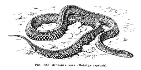 Желтобрюхий полоз рисунок