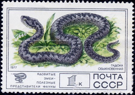 Гадюка раскраска