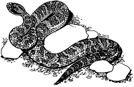 Гадюка обыкновенная на белом фоне