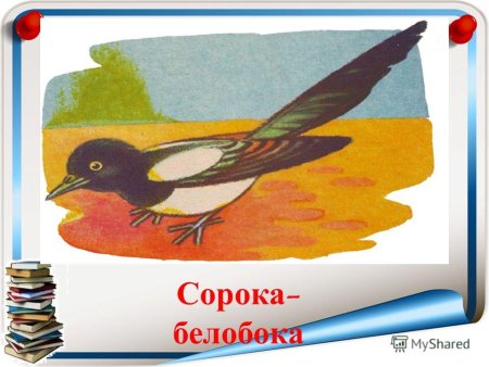 Сорока белобока рисунок