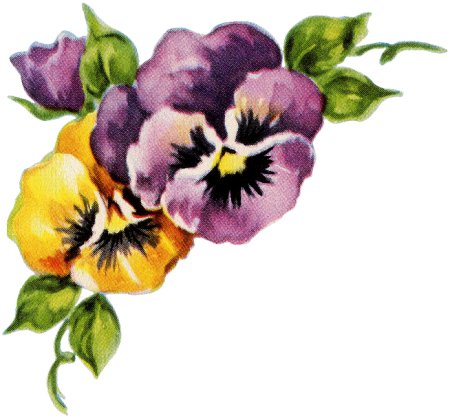 Анютины глазки Графика