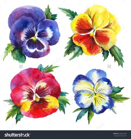 Анютины глазки референс